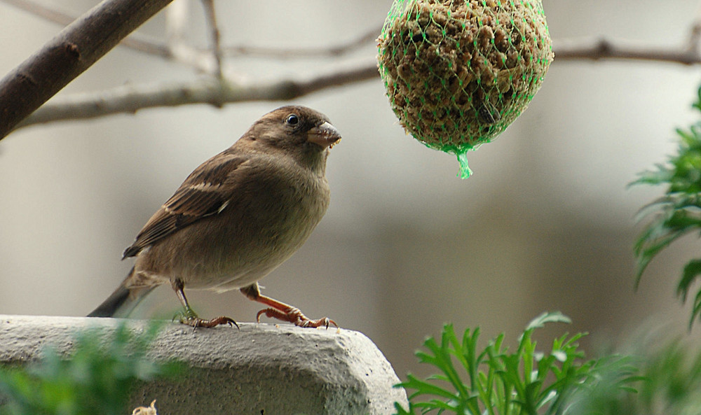 Und ein Spatz # Y un gorrión