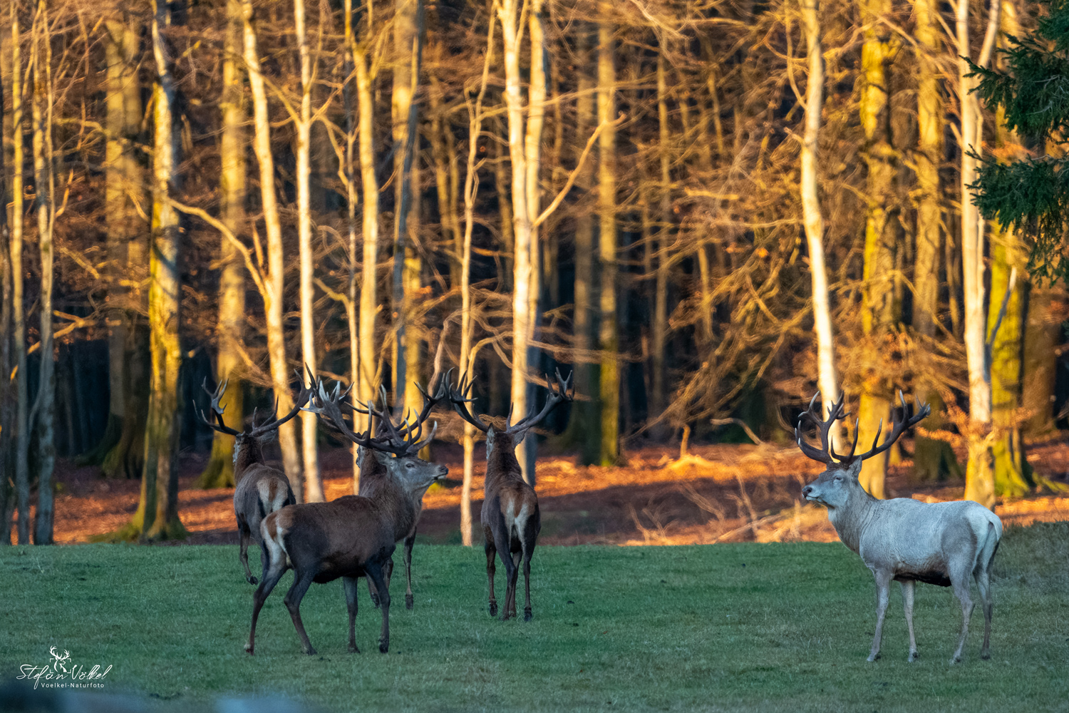 Und ein Weißer Foto &amp; Bild | tiere, wildlife, säugetiere Bilder auf ...