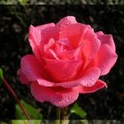 ...und eine Rose für Dich....!