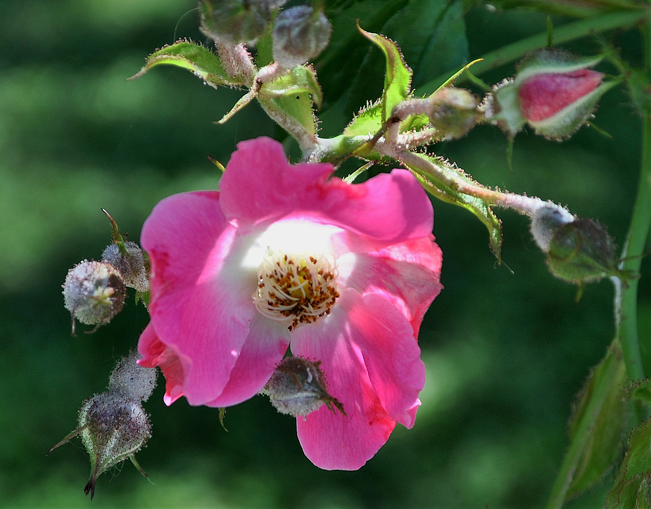 ...und eine Rose zum Valentinstag