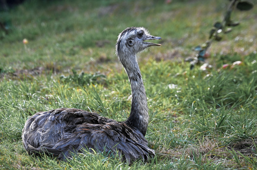 und einen von 5 Emus habe ich auch gesehen