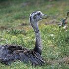 und einen von 5 Emus habe ich auch gesehen