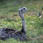 und einen von 5 Emus habe ich auch gesehen