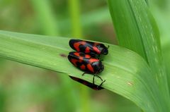 Und einer lauert unterm Bett