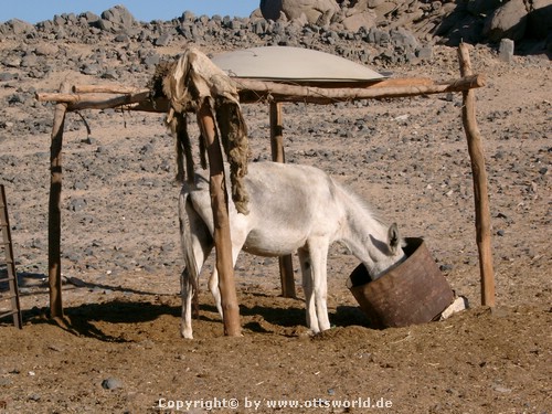 Und einmal... Im Beduinendorf in Ägypten...