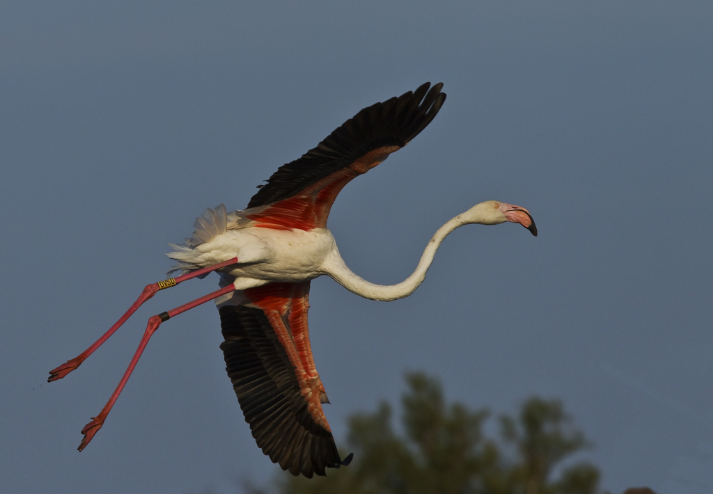 ...und endlich fliegen die Flamingos