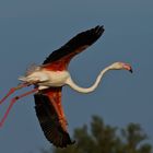 ...und endlich fliegen die Flamingos