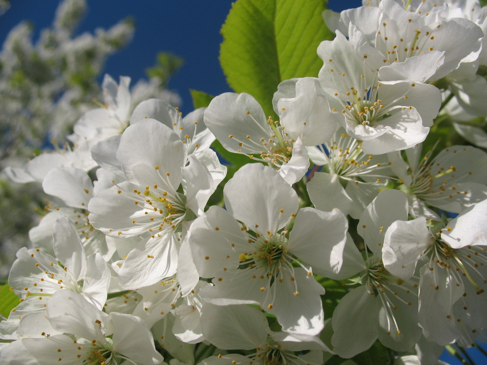 Und endlich ist der Frühling da..