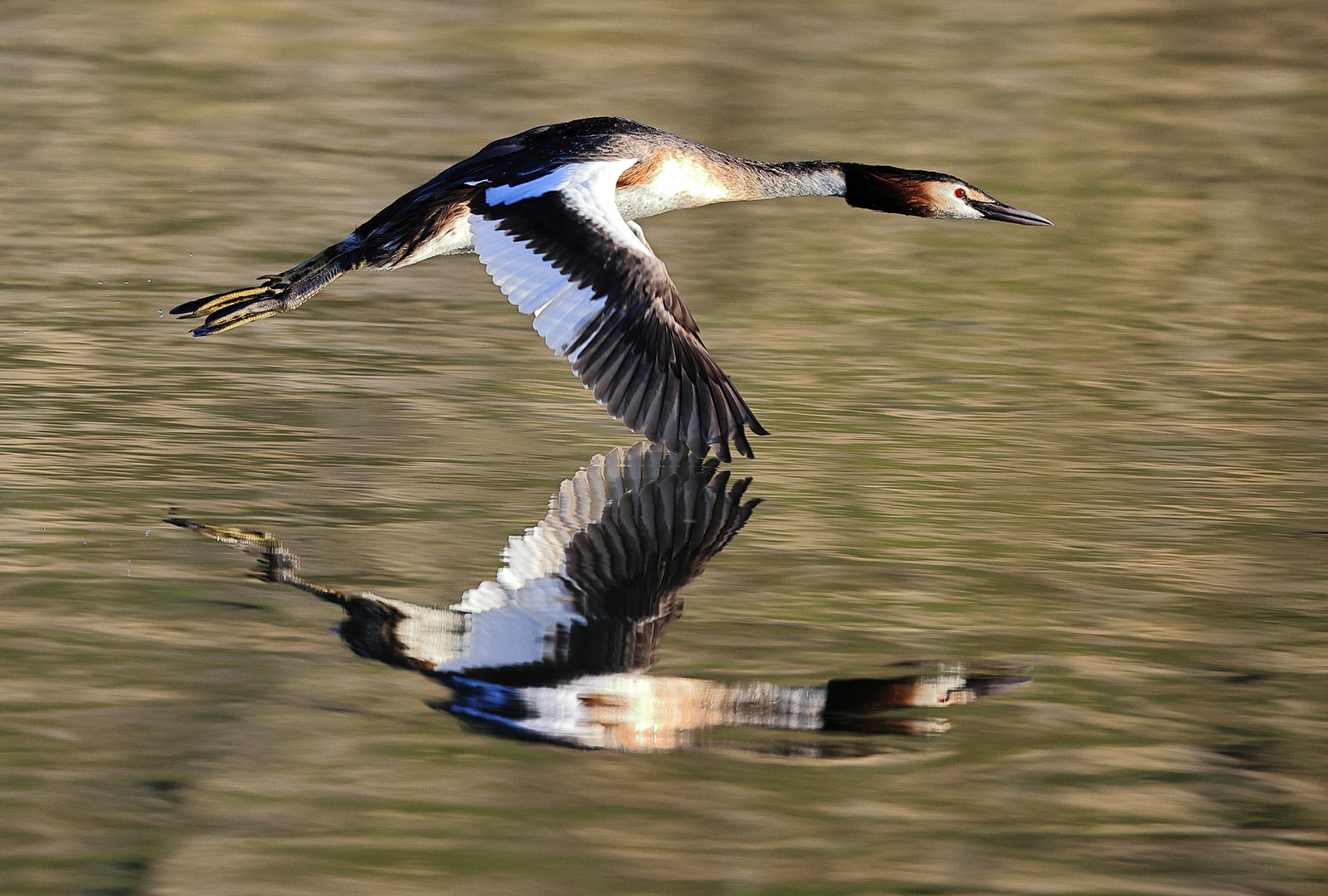 Und er fliegt doch!