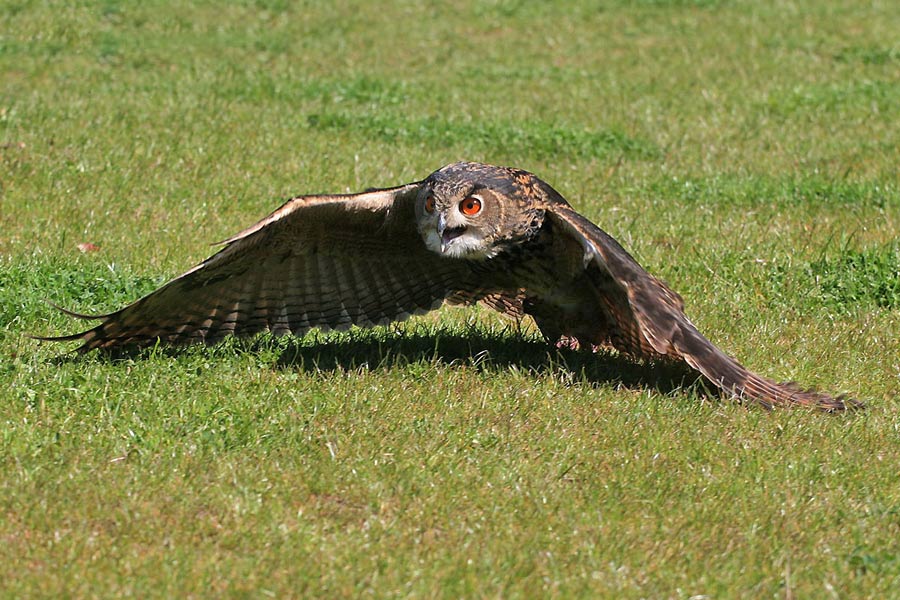 und er fliegt doch...