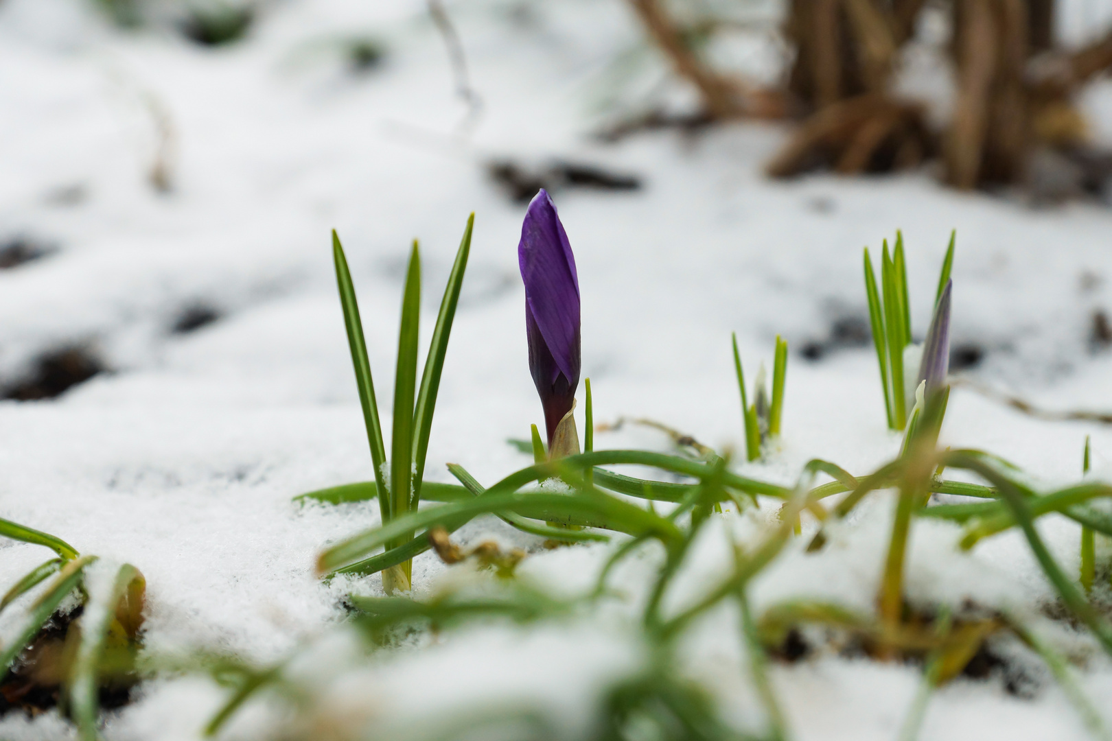 ...und er kommt doch, der Frühling!!