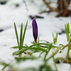 ...und er kommt doch, der Frühling!!