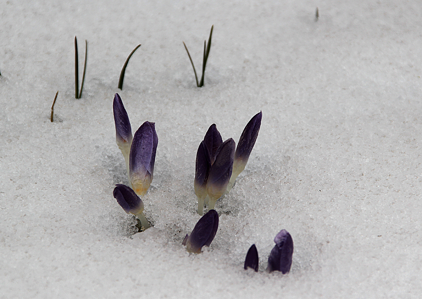 und er kommt doch: der Frühling