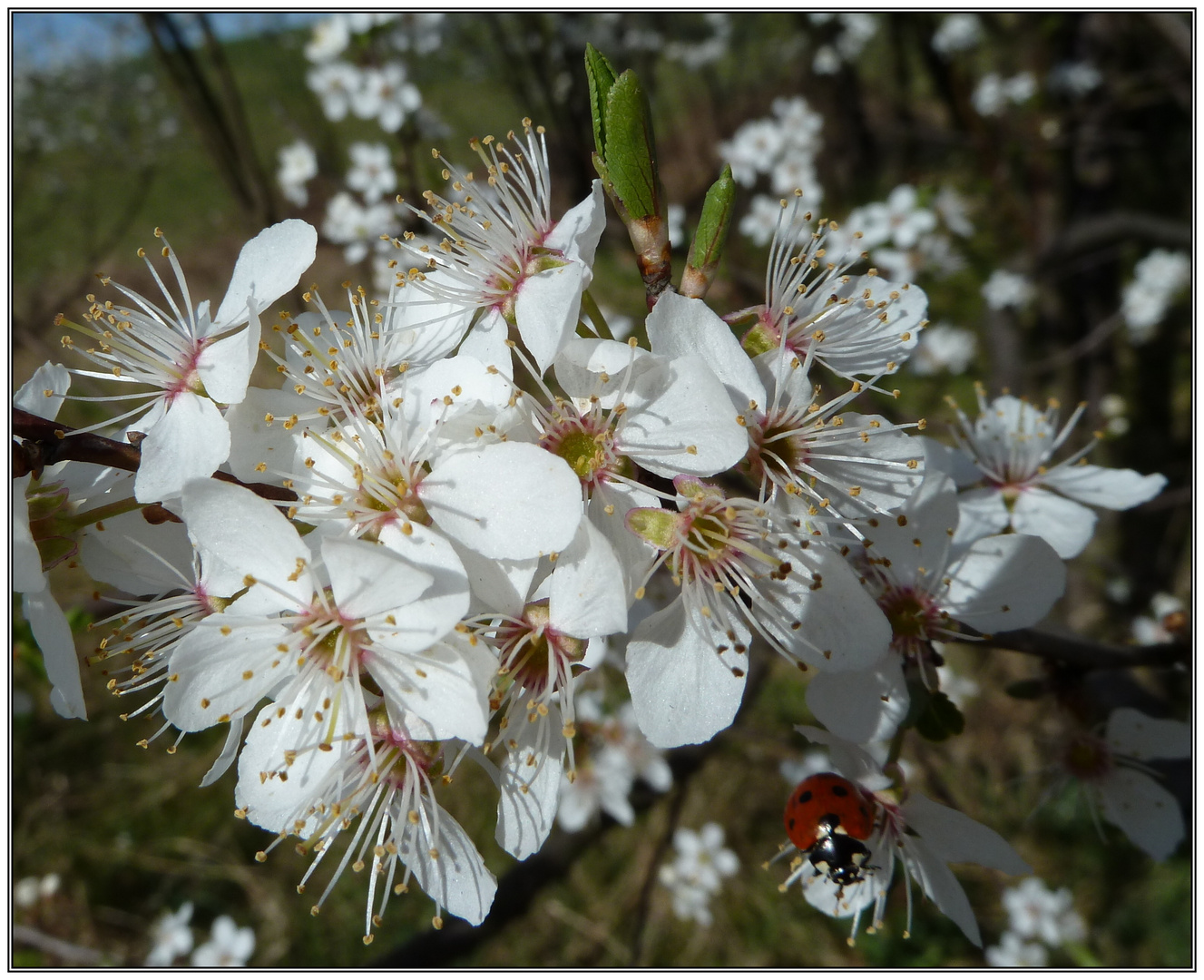 ... und er kommt doch - der Frühling