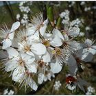 ... und er kommt doch - der Frühling