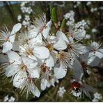 ... und er kommt doch - der Frühling