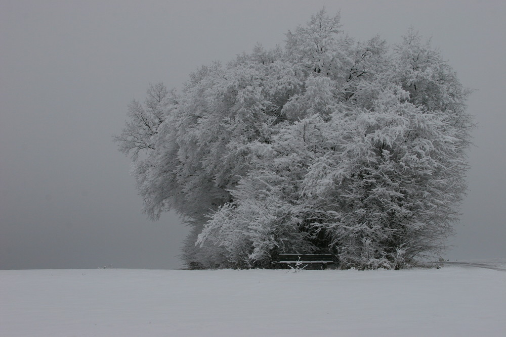 und er trotzt dem schnee