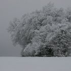 und er trotzt dem schnee