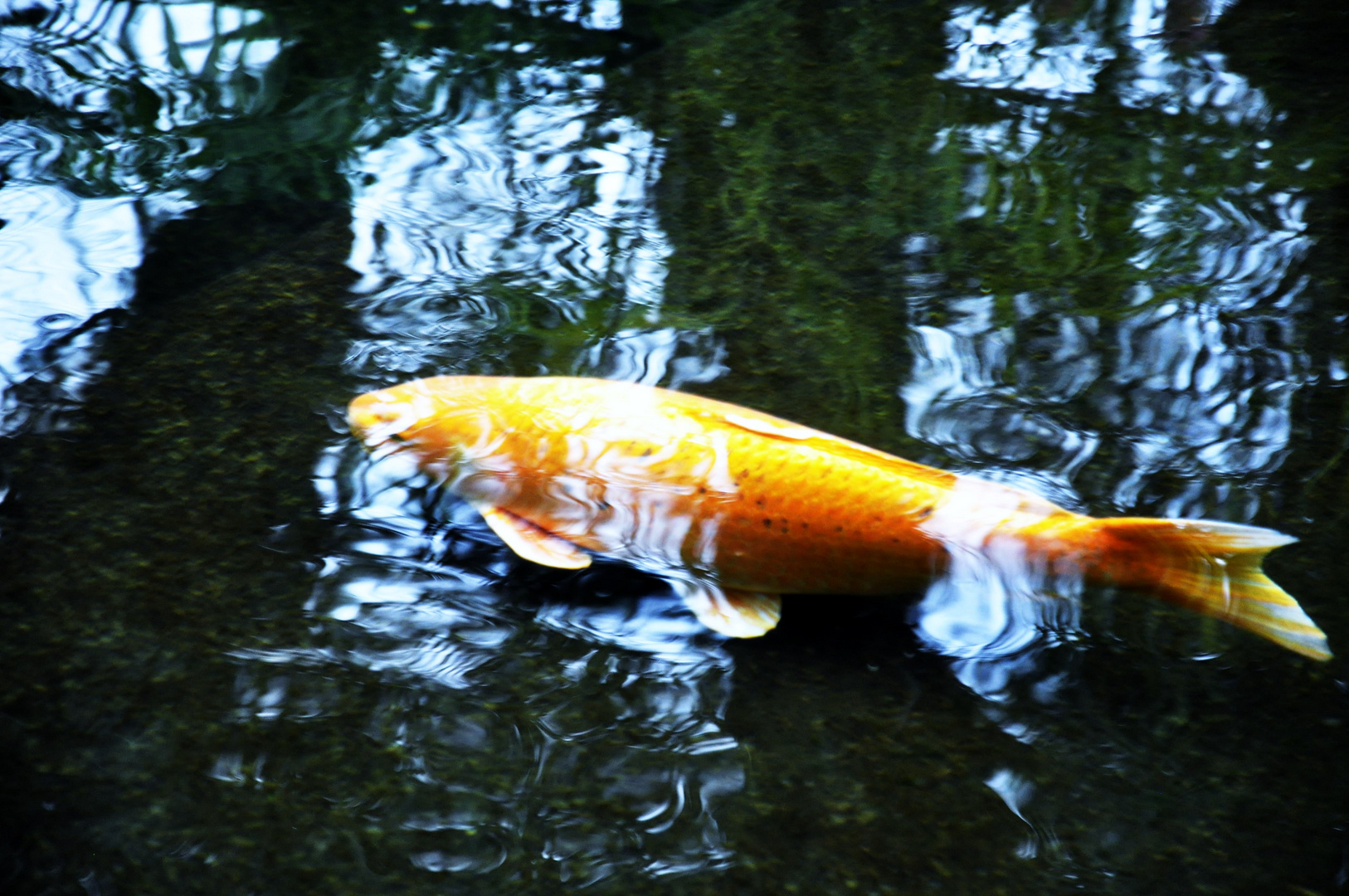 und er zieht seine Bahnen im Wasser ....der Fisch