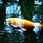 und er zieht seine Bahnen im Wasser ....der Fisch