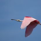 Und es erhebt sich der Vogel ...