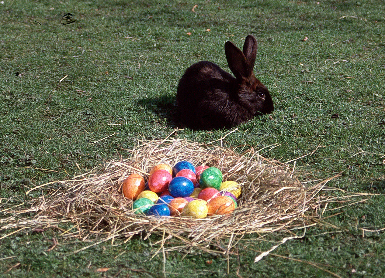 ...und es gibt doch den Osterhasen