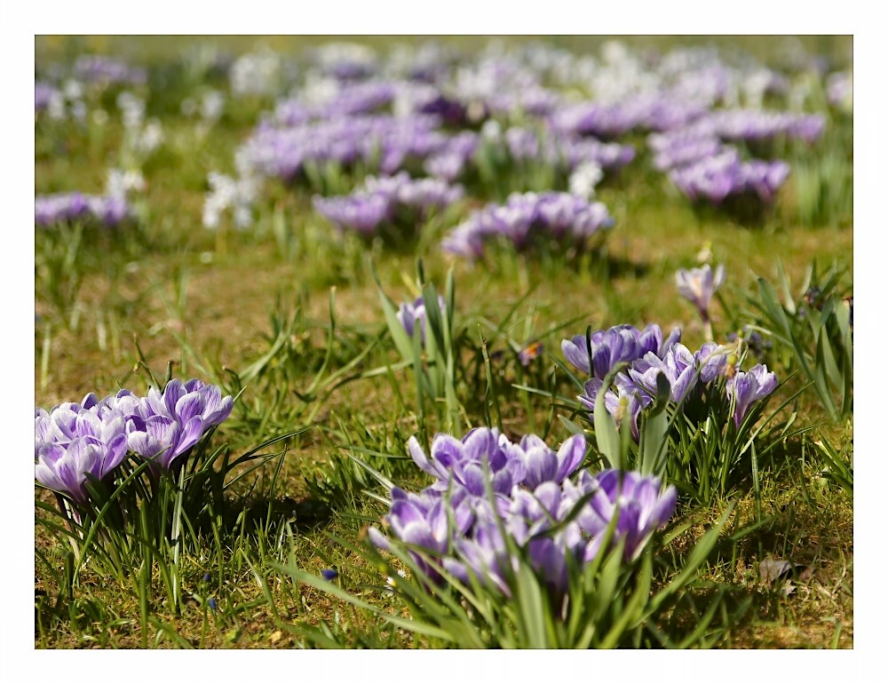 Und es gibt doch einen Frühling...