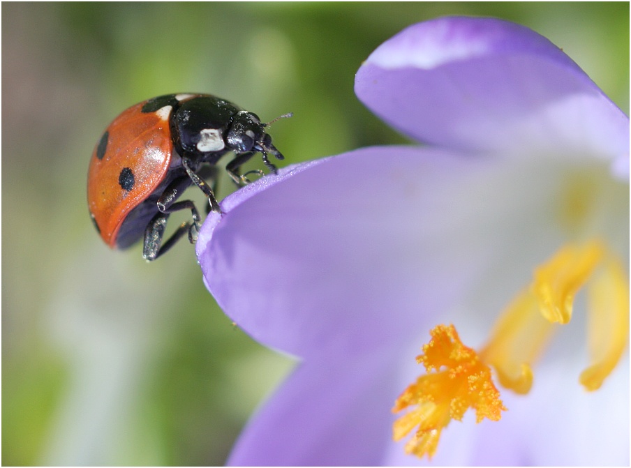 Und es gibt doch noch einen Frühling !!!