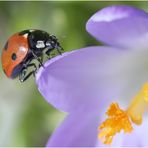 Und es gibt doch noch einen Frühling !!!