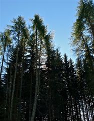 Und es gibt sie noch - die flechtenbehangenen Nadelbäume, hier Lärchen. Es werden USNEA-Arten sein.