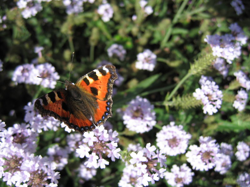 und es ist doch noch Sommer