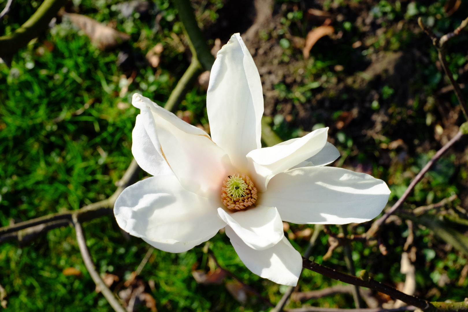 und es ist Frühling