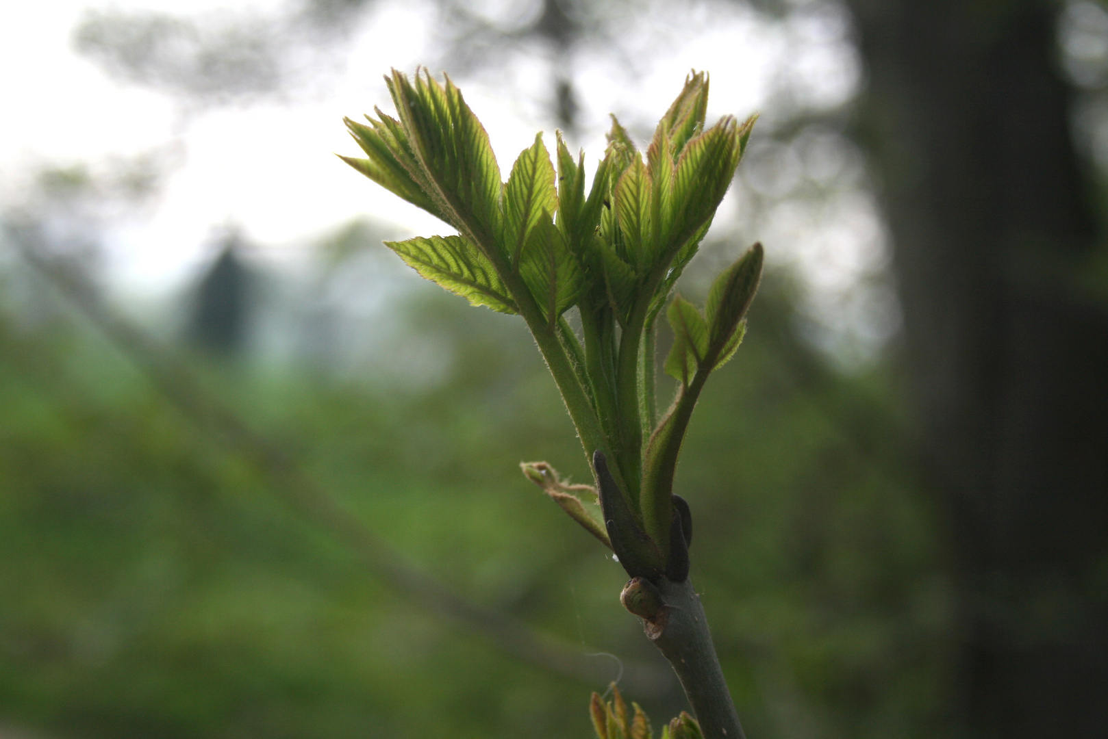 Und es ist Frühling :)