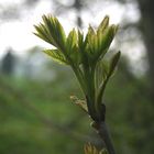 Und es ist Frühling :)