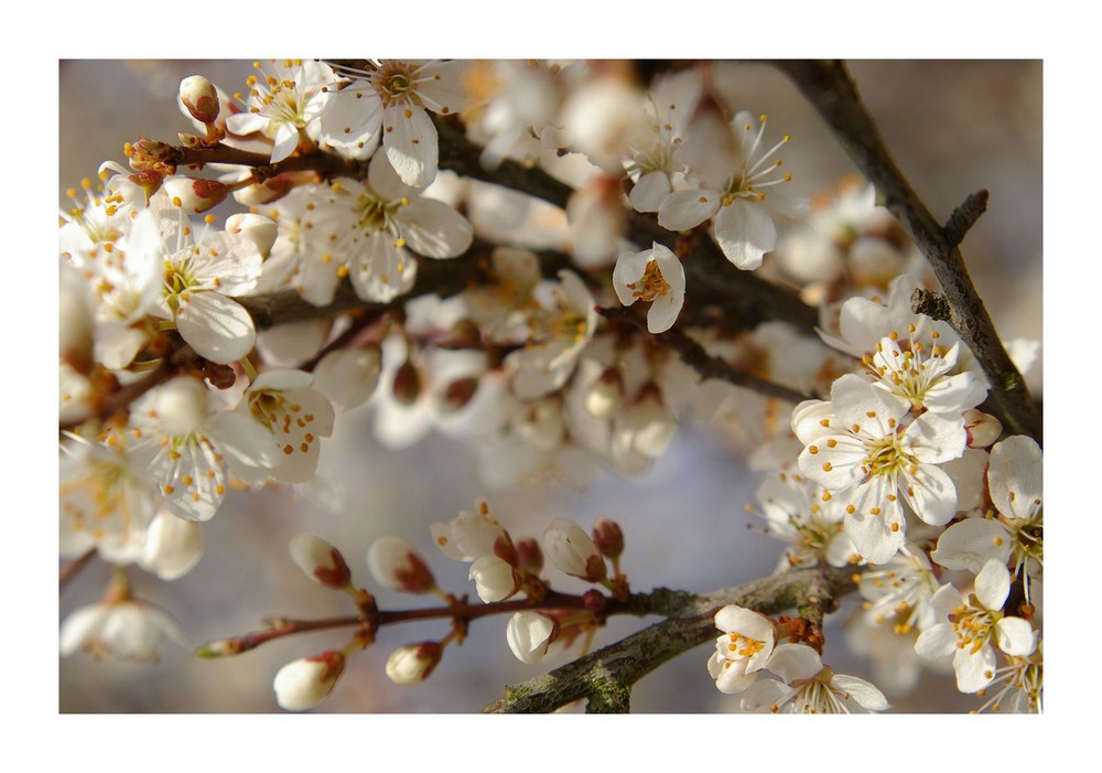 ....... und es ist immer noch Frühling :)