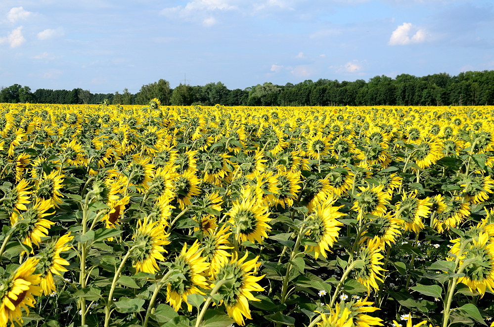 und es ist Sommer!