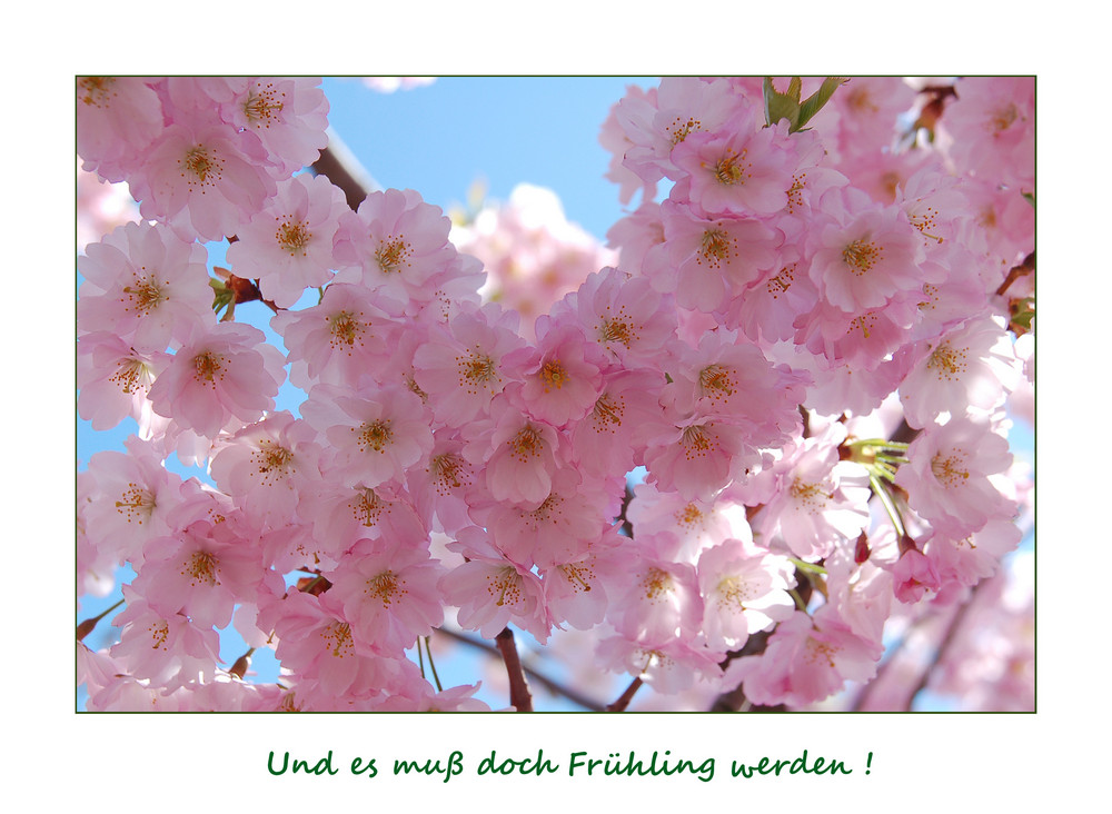 Und es muß doch Frühling werden! II