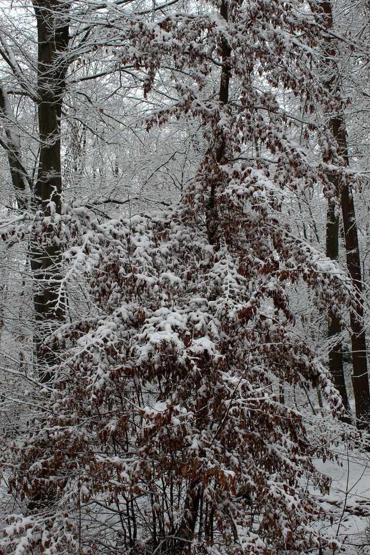 und es schneit und schneit