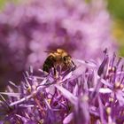 ...und es war einmal ein Bienchen und ein Blümchen...*