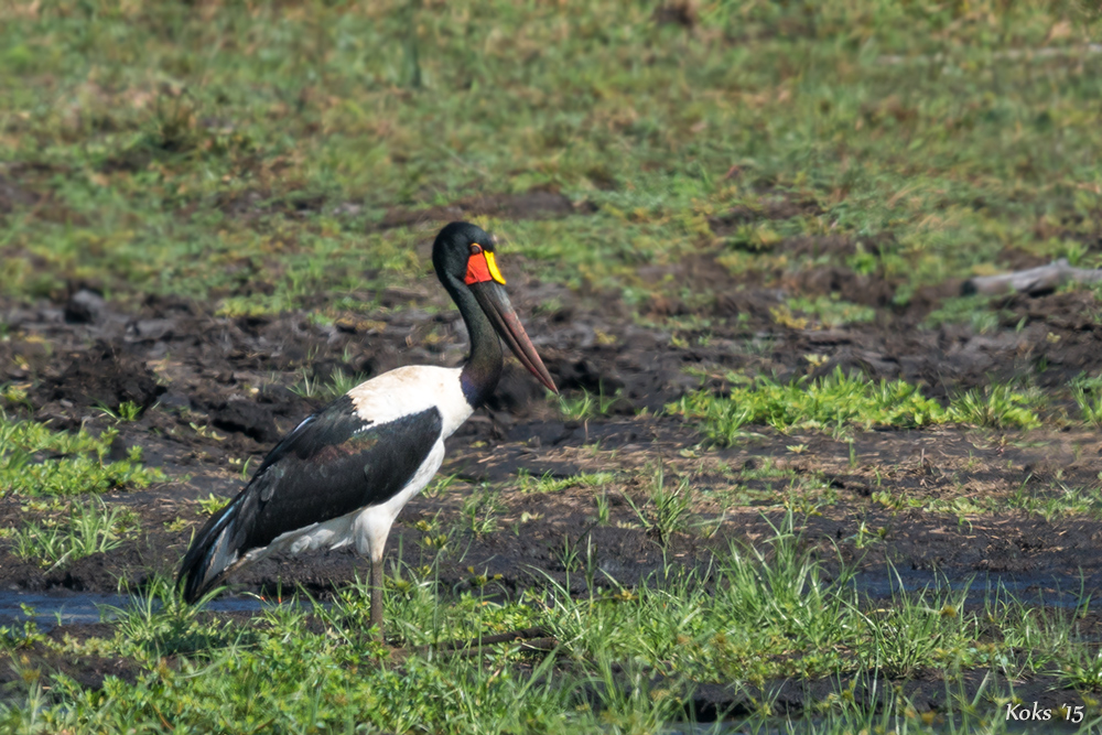 und es war einmal ein Sattelstorch ...