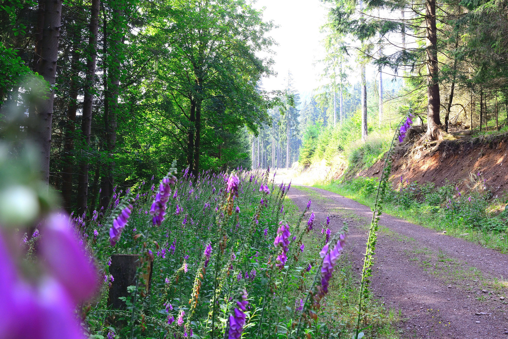 und es war mal Sommer