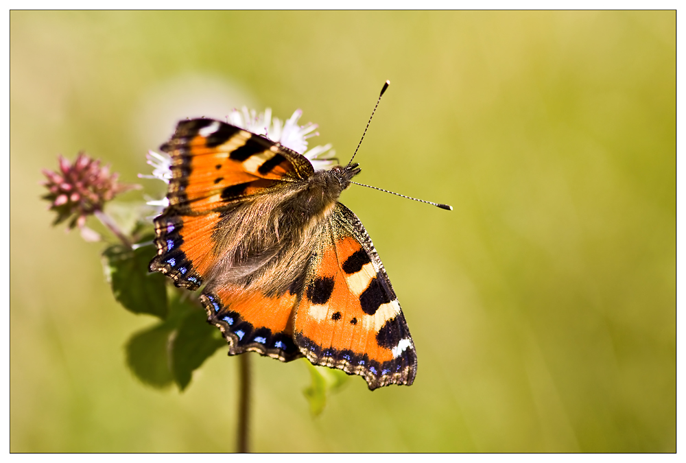 Und es war Sommer