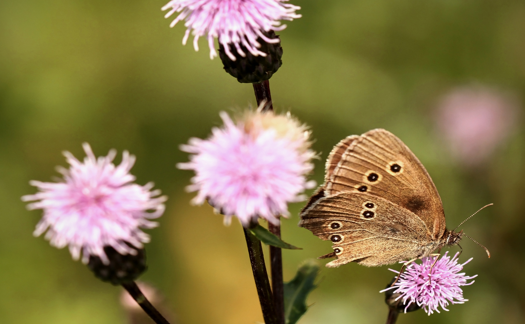 ~und es war Sommer~