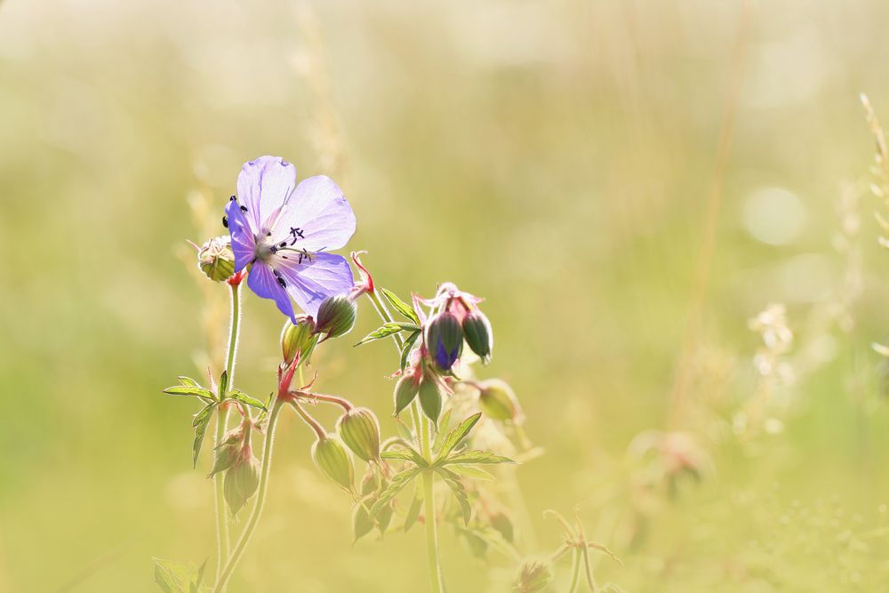 und es war Sommer