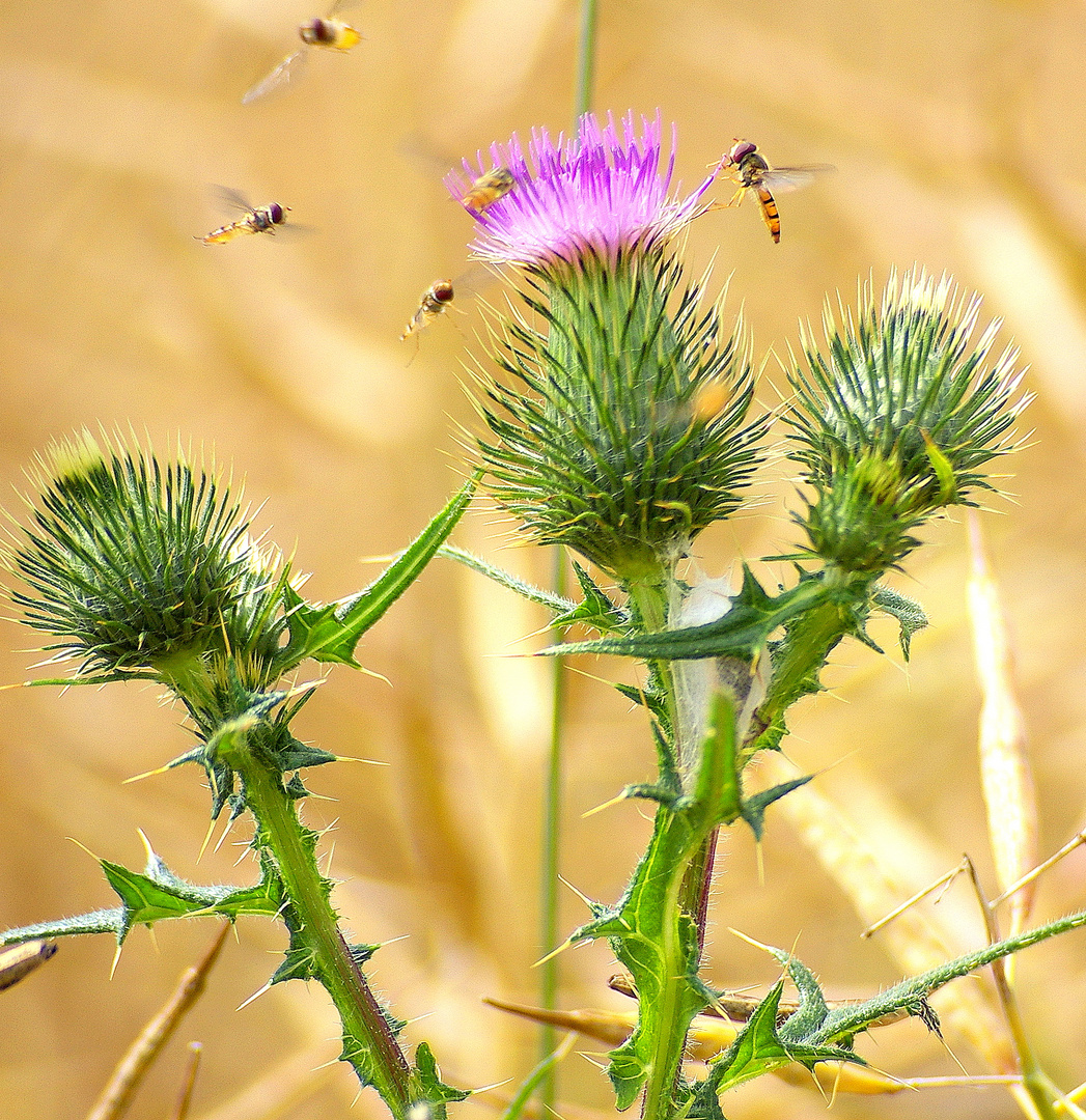 und es war Sommer 2