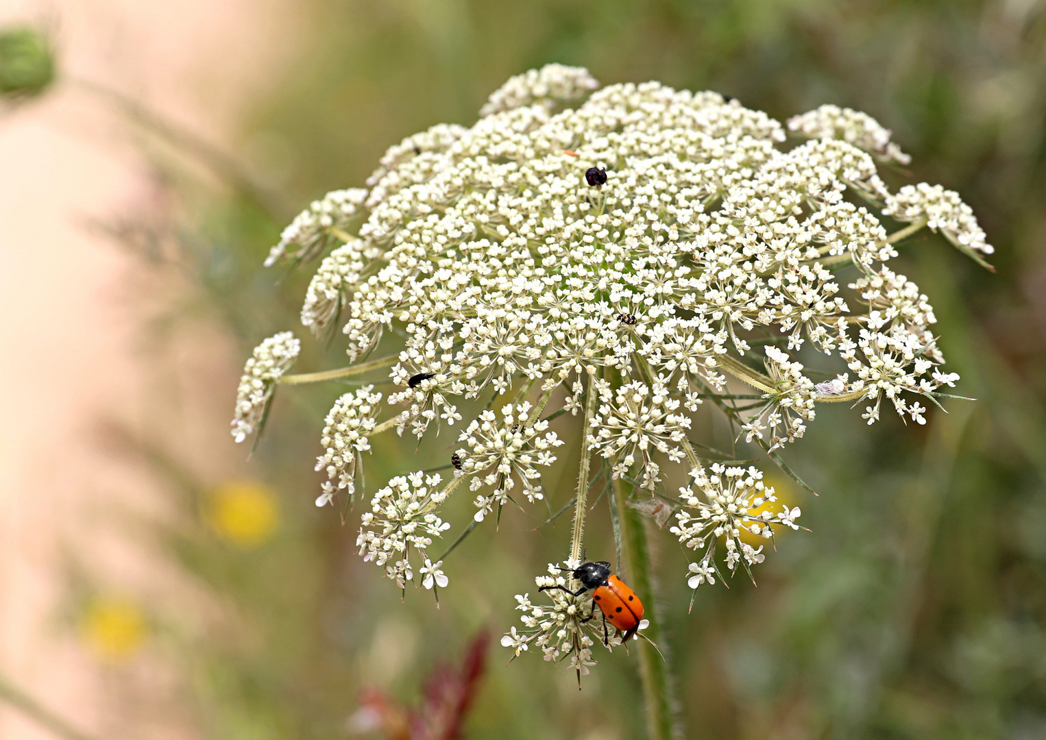 Und es war Sommer (2) ...