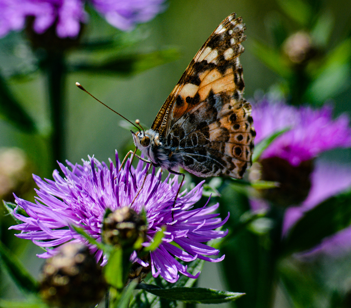 und es war sommer