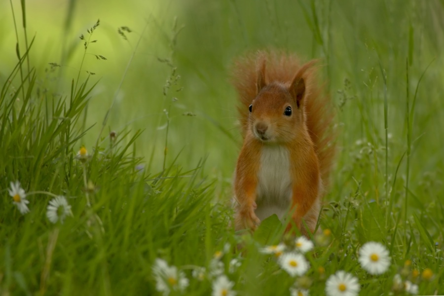 Und es war Sommer Foto & Bild | tiere, wildlife, säugetiere Bilder auf