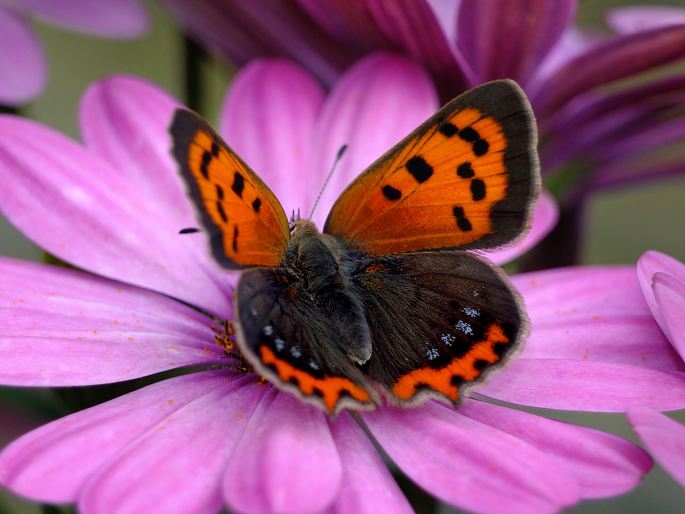 Und es war Sommer