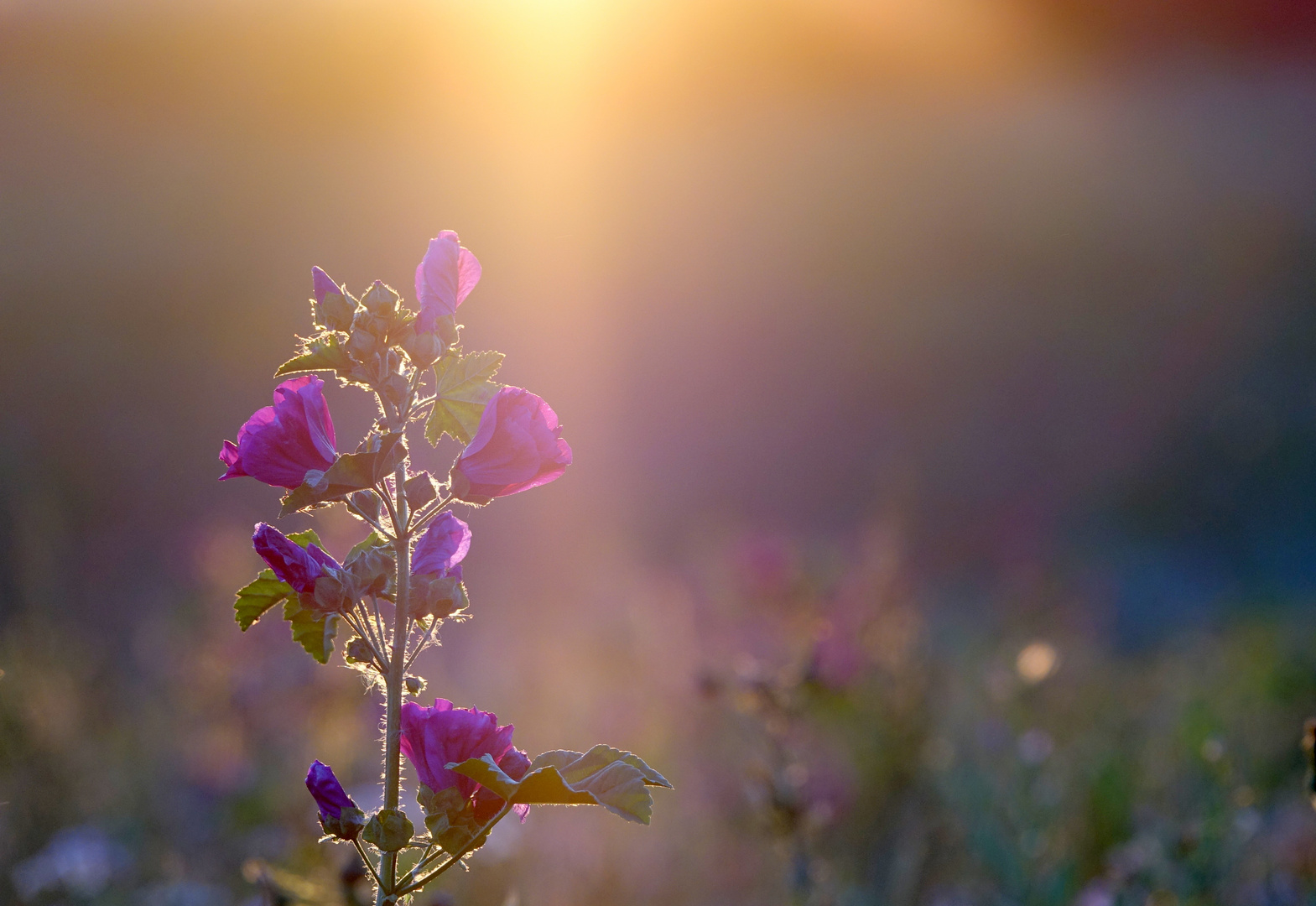 ...und es war Sommer